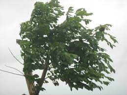 wind damages